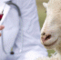 Внимание - оспа овец и коз! - Администрация Харабалинского района